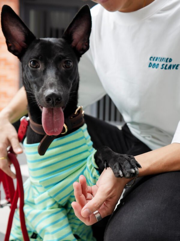 Certified Dog Slave Oversized Tee